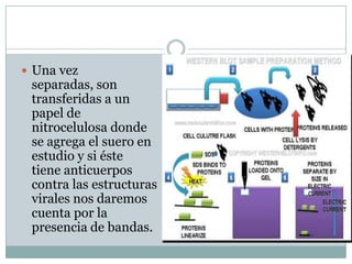  Una vez

separadas, son
transferidas a un
papel de
nitrocelulosa donde
se agrega el suero en
estudio y si éste
tiene anticuerpos
contra las estructuras
virales nos daremos
cuenta por la
presencia de bandas.

 