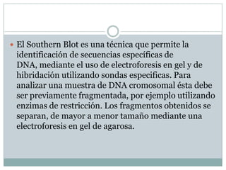  El Southern Blot es una técnica que permite la

identificación de secuencias específicas de
DNA, mediante el uso de electroforesis en gel y de
hibridación utilizando sondas especificas. Para
analizar una muestra de DNA cromosomal ésta debe
ser previamente fragmentada, por ejemplo utilizando
enzimas de restricción. Los fragmentos obtenidos se
separan, de mayor a menor tamaño mediante una
electroforesis en gel de agarosa.

 