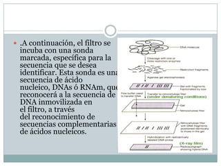  .A continuación, el filtro se

incuba con una sonda
marcada, específica para la
secuencia que se desea
identificar. Esta sonda es una
secuencia de ácido
nucleico, DNAs ó RNAm, que
reconocerá a la secuencia de
DNA inmovilizada en
el filtro, a través
del reconocimiento de
secuencias complementarias
de ácidos nucleicos.

 