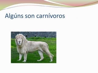 Algúns son carnívoros

 