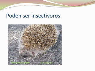Poden ser insectívoros

 