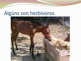 Algúns son herbívoros

 