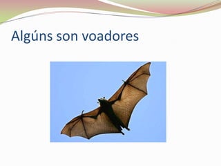 Algúns son voadores

 