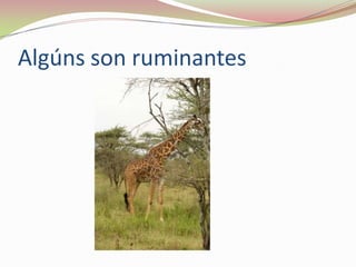 Algúns son ruminantes

 