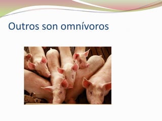 Outros son omnívoros

 