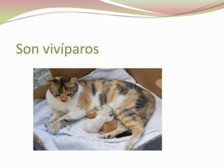 Son vivíparos

 