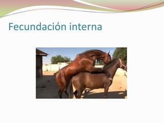 Fecundación interna

 