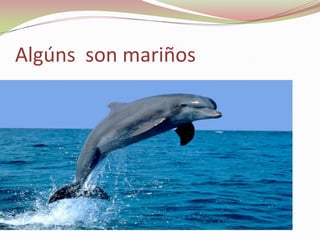 Algúns son mariños

 