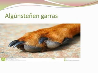 Algúnsteñen garras

 