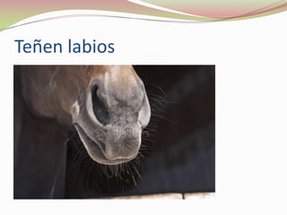 Teñen labios

 