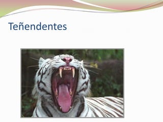 Teñendentes

 