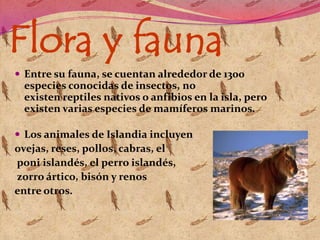 Flora y fauna
 Entre su fauna, se cuentan alrededor de 1300

especies conocidas de insectos, no
existen reptiles nativos o anfibios en la isla, pero
existen varias especies de mamíferos marinos.
 Los animales de Islandia incluyen

ovejas, reses, pollos, cabras, el
poni islandés, el perro islandés,
zorro ártico, bisón y renos
entre otros.

 