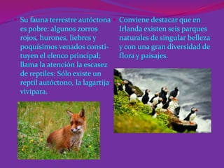  Su fauna terrestre autóctona  Conviene destacar que en

es pobre: algunos zorros
rojos, hurones, liebres y
poquísimos venados constituyen el elenco principal;
llama la atención la escasez
de reptiles: Sólo existe un
reptil autóctono, la lagartija
vivípara.

Irlanda existen seis parques
naturales de singular belleza
y con una gran diversidad de
flora y paisajes.

 