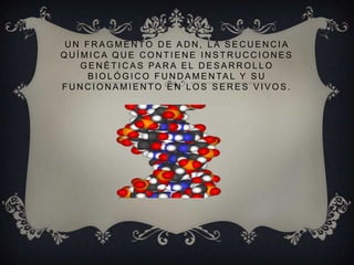 UN FRAGMENTO DE ADN, LA SECUENCIA
QUÍMICA QUE CONTIENE INSTRUCCIONES
G E N É T I C A S PA R A E L D E S A R R O L L O
B I O L Ó G I C O F U N D A M E N TA L Y S U
FUNCIONAMIENTO EN LOS SERES VIVOS.

 
