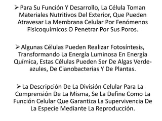  Para Su Función Y Desarrollo, La Célula Toman
Materiales Nutritivos Del Exterior, Que Pueden
Atravesar La Membrana Celular Por Fenómenos
Fisicoquímicos O Penetrar Por Sus Poros.

 Algunas Células Pueden Realizar Fotosíntesis,
Transformando La Energía Luminosa En Energía
Química, Estas Células Pueden Ser De Algas Verdeazules, De Cianobacterias Y De Plantas.
 La Descripción De La División Celular Para La
Comprensión De La Misma, Se La Define Como La
Función Celular Que Garantiza La Supervivencia De
La Especie Mediante La Reproducción.

 