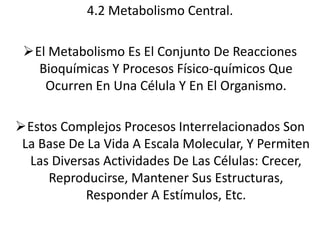 4.2 Metabolismo Central.
El Metabolismo Es El Conjunto De Reacciones
Bioquímicas Y Procesos Físico-químicos Que
Ocurren En Una Célula Y En El Organismo.
Estos Complejos Procesos Interrelacionados Son
La Base De La Vida A Escala Molecular, Y Permiten
Las Diversas Actividades De Las Células: Crecer,
Reproducirse, Mantener Sus Estructuras,
Responder A Estímulos, Etc.

 