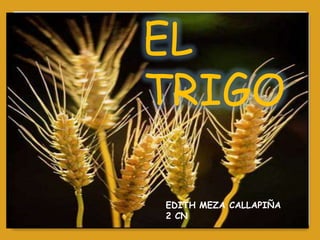 EL
TRIGO
EDITH MEZA CALLAPIÑA
2 CN

 