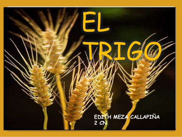el trigo