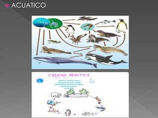 

ACUATICO

 