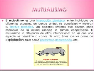 

El mutualismo es una interacción biológica, entre individuos de
diferentes especies, en donde ambos se benefician y mejoran
su aptitud biológica. Las acciones similares que ocurren entre
miembros de la misma especie se llaman cooperación. El
mutualismo se diferencia de otras interacciones en las que una
especie se beneficia a costas de otra; éstos son los casos de
explotación, tales como parasitismo,depredación, etc.

 