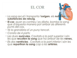 EL COR
• La sang recull i transporta l'oxigen, els nutrients i les
substàncies de rebuig.
• El cor, quan es contreu i es dilata, bomba la sang
que d'aquesta manera pot arribar als diferents
punts del cos.
• Té la grandària d´un puny tancat.
• Consta de 4 parts:
• Les dues aurícules. Cavitats a la part superior i són
les que recullen la sang que ha arribat de les venes.
• Els dos ventricles . Cavitats a la part inferior i són les
que repartiran la sang cap a les artèries.

 