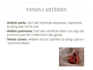 VENES I ARTÈRIES
• Artèria aorta: Surt del ventricle esquerre i reparteix
la sang per tot el cos.
• Artèria pulmonar: Surt del ventricle dret i va cap als
pulmons per fer l´intercanvi de gasos.
• Venes caves: Arriben al cor i porten la sang cap a l
´aurícula dreta.

 
