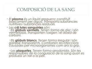 COMPOSICIÓ DE LA SANG
• El plasma és un líquid groguenc constituït
bàsicament per aigua. Transporta substàncies
nutritives i substàncies residuals.
• Les cèl·lules sanguínies són:
· Els glòbuls vermells. Tenen forma de disc i són
vermellosos. Transporten l'oxigen i el diòxid de
carboni.
· Els glòbuls blancs. Tenen forma irregular i són
gairebé transparents. Combaten les infeccions
causades per microorganismes com ara la grip.
· Les plaquetes. Tenen forma arrodonida. Són les
responsables de la coagulació de la sang quan es
produeix un tall a la pell.

 