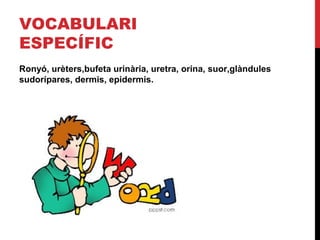 VOCABULARI
ESPECÍFIC
Ronyó, urèters,bufeta urinària, uretra, orina, suor,glàndules
sudorípares, dermis, epidermis.

 