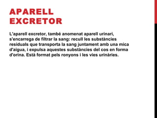 APARELL
EXCRETOR
L'aparell excretor, també anomenat aparell urinari,
s'encarrega de filtrar la sang: recull les substàncies
residuals que transporta la sang juntament amb una mica
d'aigua, i expulsa aquestes substàncies del cos en forma
d'orina. Està format pels ronyons i les vies urinàries.

 