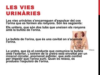 LES VIES
URINÀRIES
Les vies urinàries s'encarreguen d'expulsar del cos
l'orina que es formen als ronyons. Són les següents:
Els urèters, que són dos tubs que uneixen els ronyons
amb la bufeta de l'orina.
La bufeta de l'orina, que és una cavitat on s'acumula
l'orina.
La uretra, que és el conducte que comunica la bufeta
amb l'exterior. L'extrem de la uretra està envoltat per un
múscul circular, anomenat esfínter, que està contret
per impedir que l'orina surti. Quan es relaxa, es
produeix l'expulsió de l'orina.

 