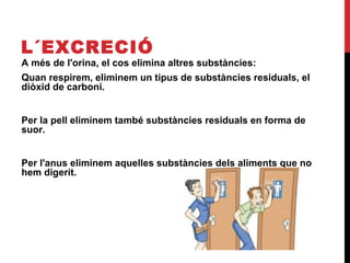 L´EXCRECIÓ

A més de l'orina, el cos elimina altres substàncies:
Quan respirem, eliminem un tipus de substàncies residuals, el
diòxid de carboni.
Per la pell eliminem també substàncies residuals en forma de
suor.
Per l'anus eliminem aquelles substàncies dels aliments que no
hem digerit.

 