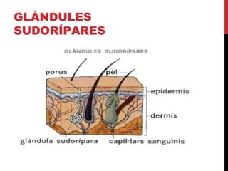 GLÀNDULES
SUDORÍPARES

 