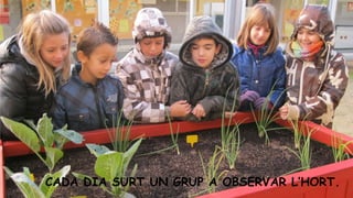 CADA DIA SURT UN GRUP A OBSERVAR L’HORT.

 