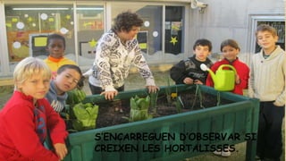 S’ENCARREGUEN D’OBSERVAR SI
CREIXEN LES HORTALISSES.

 
