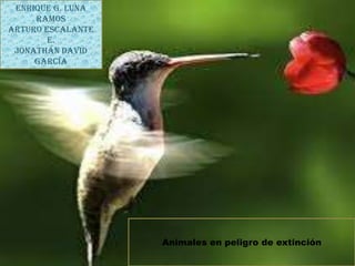Enrique G. Luna
Ramos
Arturo Escalante
E.
Jonathán David
García

Animales en peligro de extinción

 
