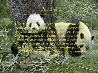 Una de las razones de su peligro de extinción es la
reducción casi total de su habitad. La especie está
muy localizada. Con 1600 viviendo en las selvas y
200 en cautiverio. En la actualidad, los últimos osos
libres viven en seis poblaciones en el sudoeste de
China, esas regiones están aisladas unas de otras y
han sido declaradas reservas naturales pero casi la
mitad de los osos viven fuera de esas zonas
protegidas.

 