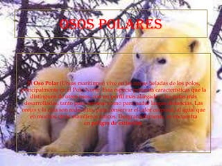 OSOS POLARES

El Oso Polar (Ursus maritimus) vive en las zonas heladas de los polos,
principalmente en el Polo Norte. Esta especie presenta características que la
distinguen de otros osos, con un perfil más alargado y las patas más
desarrolladas, tanto para caminar como para nadar largas distancias. Las
orejas y la cola son reducidas, para conservar el calor corporal, al igual que
en muchos otros mamíferos árticos. Desgraciadamente, se encuentra
en peligro de extinción.

 