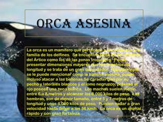 ORCA Asesina
La orca es un mamífero que pertenece a los cetáceos y la
familia de los delfines. Se encuentra tanto en los océanos
del Ártico como los de las zonas tropicales. Puede
presentar dimensiones mayores que los 9 metros de
longitud y se trata de un gran depredador. Popularmente
se le puede mencionar como la ballena asesina, puede
incluso atacar a las ballenas.Se caracterizan por su
pecho y laterales blancos y el lomo negruzco, próximo al
ojo poseen una zona blanca. Los machos suelen medir
entre 6 u 8 metros y alcanzar los 6.000 kilos de peso. Las
hembras, son de menor tamaño, entre 5 y 7 metros de
longitud y unos 4.000 kilos de peso. Pueden nadar a gran
velocidad hasta llegar a los 56 km/h. La orca es un animal
rápido y con gran fortaleza.

 