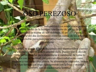 OSO PEREZOSO
En las selvas húmedas de Sudamérica vive este extraño animal
que ha hecho de la lentitud una forma de vida y de la
inmovilidad la mayor de sus defensas. El perezoso pasa la
mayor parte del día dormitando entre las ramas de los árboles,
casi invisible para cualquier observador aunque le tenga
delante.

La verdad es que la diferencia cuando está durmiendo y cuando
se está moviendo es prácticamente nula, puesto que si decide
ponerse en marcha para alimentarse o cambiarse de rama lo
hace con tal lentitud que para un observador sería como
sentarse a ver crecer una planta. Se alimenta de vegetales, brotes
y hojas tiernas que coge directamente con la boca y mastica,
también, con extraordinaria lentitud.

 