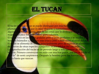 EL TUCAN
El tucán es un ave que se puede distinguir por muchas cosas como su
plumaje de pavoreal que es muy elegante y normalmente de color negros y
algunos colores en la cola, otra de las cosas que lo distingue es su
majestuoso pico lleno de colory gran volumen.
El tucán vive en las selvas grandes pero a veces prefieren y se mudan a
bosques húmedos y/o zonas más frías a 2000 o 3000 sobre el nivel del mar.
El tucán se alimenta de frutos principalmente pero de repente se alimentan
de huevos de otras especies y pajaritos recién salidos del cascarón.
La reproducción del tucán es de periódo largo y solo consiste de dos
huevos. Primero construyen un nido con muchos pasos, por eso se les da el
“oficio” de semi carpinteros. Después la hembra pone los huevos y los
cuida hasta que nazcan.

 