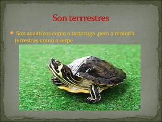  Son acuáticos como a tartaruga ,pero a maioría

terrestres como a serpe.

 