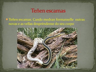 Teñen escamas. Cando medran formanselle outras

novas e as vellas despréndense do seu corpo

 