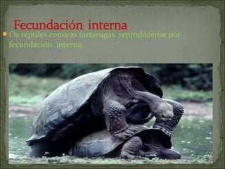 Os réptiles coma as tartarugas reprodúcense por

fecundación interna.

 