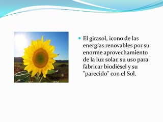  El girasol, icono de las

energías renovables por su
enorme aprovechamiento
de la luz solar, su uso para
fabricar biodiésel y su
"parecido" con el Sol.

 