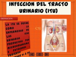 INFECCION DEL TRACTO
URINARIO (ITU)
DEFINICION:
