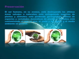 Preservación
El ser humano, en su avance, está destruyendo las últimas
áreas salvajes o naturales; está extinguiendo especies de
plantas y animales; está perdiendo germoplasma valioso de
especies y variedades domésticas de plantas y animales; está
contaminando el mar, el aire, el suelo y las aguas, y el medio
ambiente en general.

 