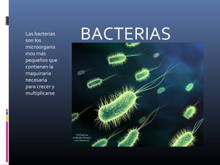 Las bacterias
son los
microorganis
mos más
pequeños que
contienen la
maquinaria
necesaria
para crecer y
multiplicarse

BACTERIAS

 