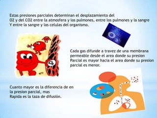 Estas presiones parciales determinan el desplazamiento del
O2 y del CO2 entre la atmosfera y los pulmones, entre los pulmones y la sangre
Y entre la sangre y las celulas del organismo.

Cada gas difunde a travez de una membrana
permeable desde el area donde su presion
Parcial es mayor hacia el area donde su presion
parcial es menor.

Cuanto mayor es la diferencia de en
la presion parcial, mas
Rapida es la taza de difusión.

 