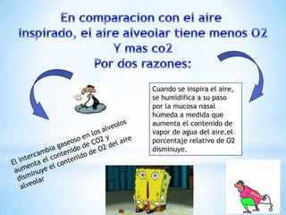 Cuando se inspira el aire,
se humidifica a su paso
por la mucosa nasal
húmeda a medida que
aumenta el contenido de
vapor de agua del aire,el
porcentaje relativo de O2
disminuye.

 