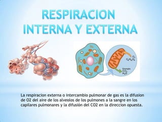 La respiracion externa o intercambio pulmonar de gas es la difusion
de O2 del aire de los alveolos de los pulmones a la sangre en los
capilares pulmonares y la difusión del CO2 en la direccion opuesta.

 